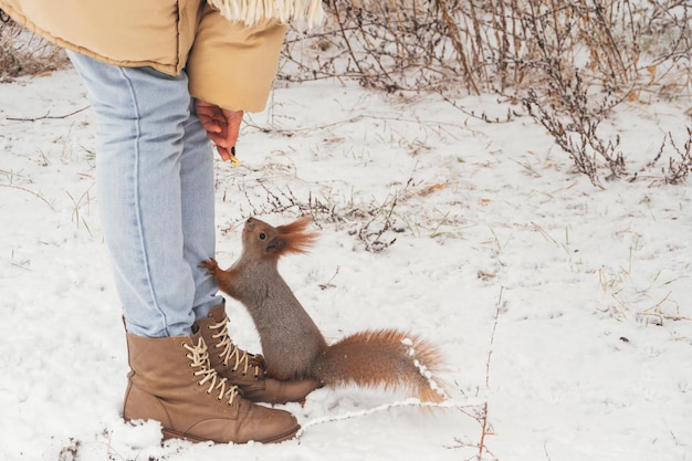 Foto hungriges park eichhörnchen und ein freundliches mädchen füttern im winter waldtiere