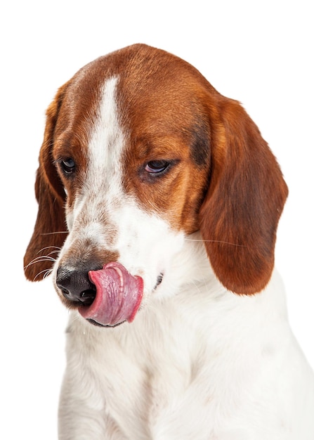 Hungry Hound Dog lamiendo los labios