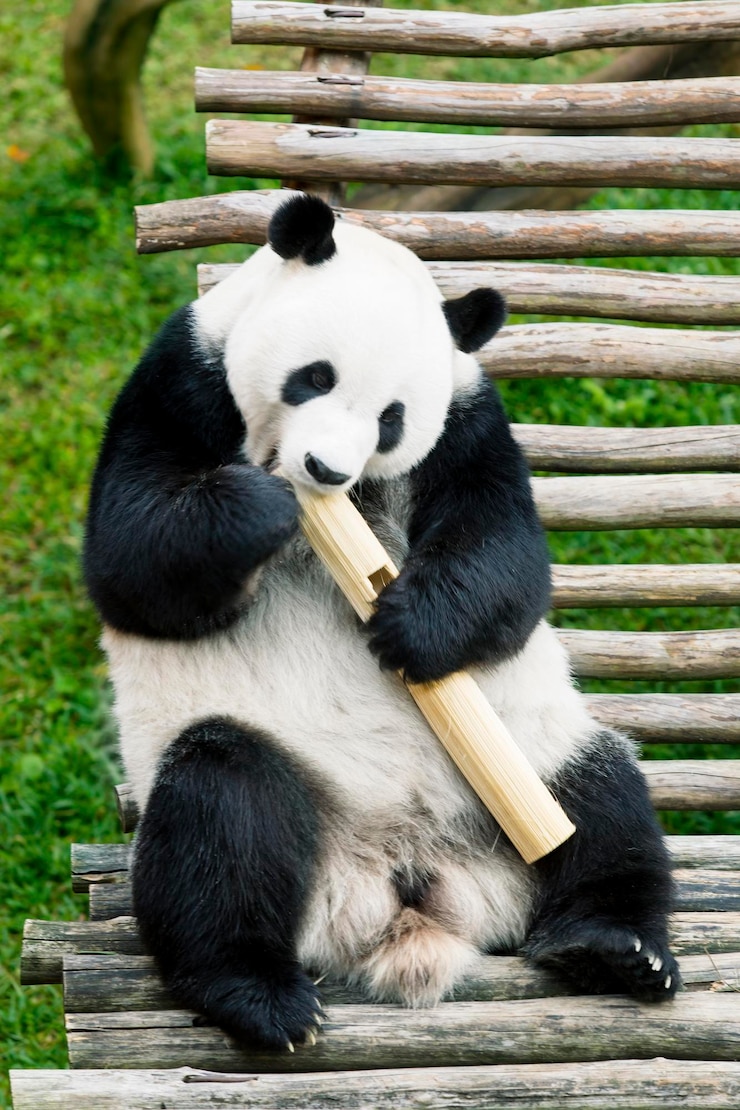 Foto hungry panda gigante comiendo bambú