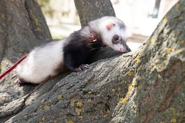 Un hurón se sienta en el árbol de verano.