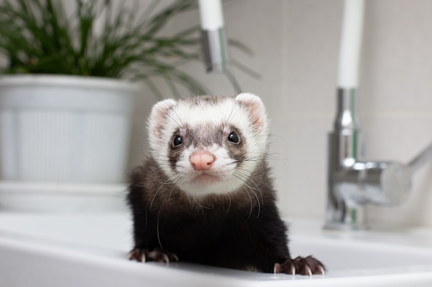 Hurón (turón) lavar con agua en el baño