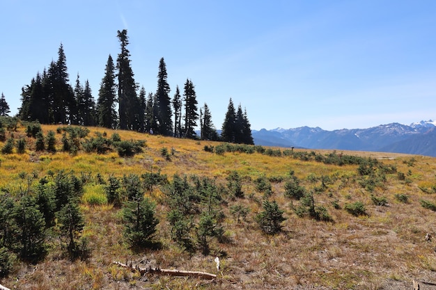 Hurricane Ridge no Parque Nacional Olímpico Washington