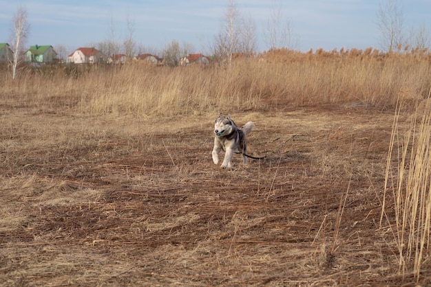 Husk el perro corre hacia la cámara con la pelota