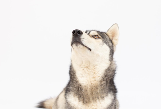 Huskey siberiano isolado em um fundo branco