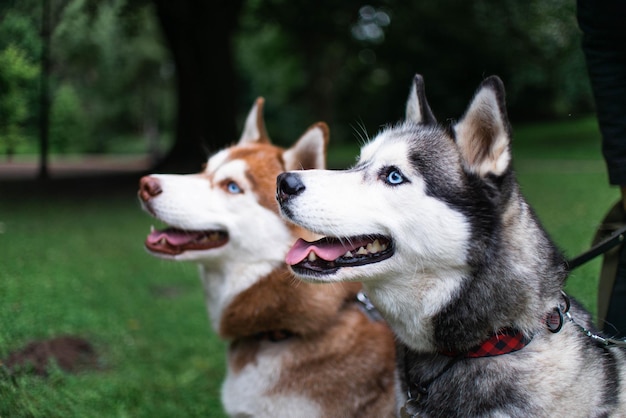 Huskies 2