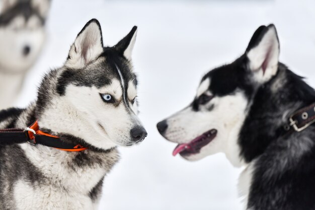 Huskies en blanco y negro al aire libre