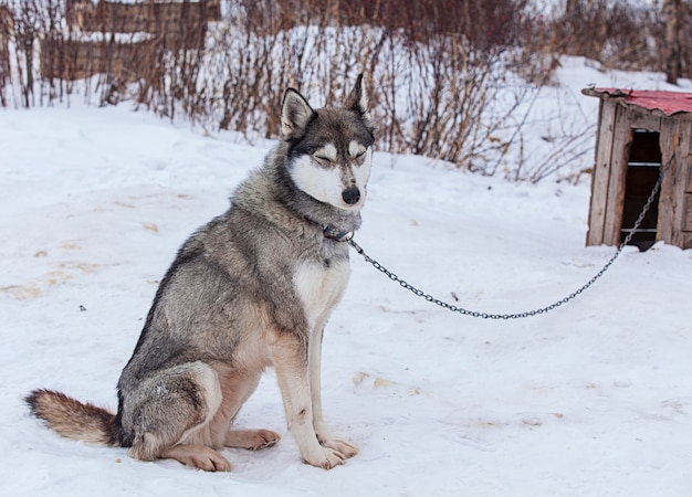 Huskies em berçário para cães no inverno