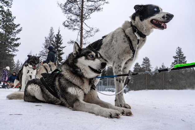 Huskies esperando con impaciencia para montar a los turistas en el trineo