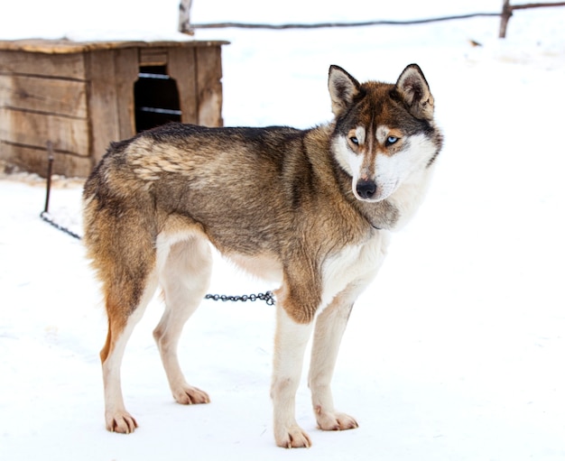 Huskies en guardería para perros en invierno.