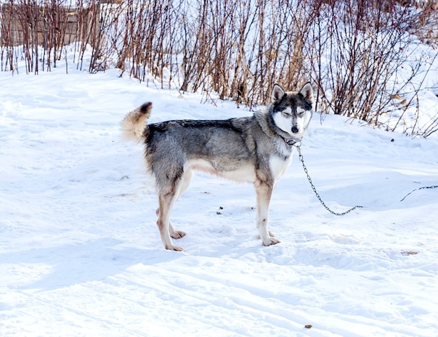 Huskies en guardería para perros en invierno.