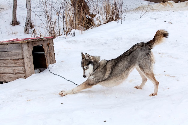 Huskies en guardería para perros en invierno.