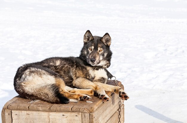 Huskies im Kindergarten für Hunde im Winter