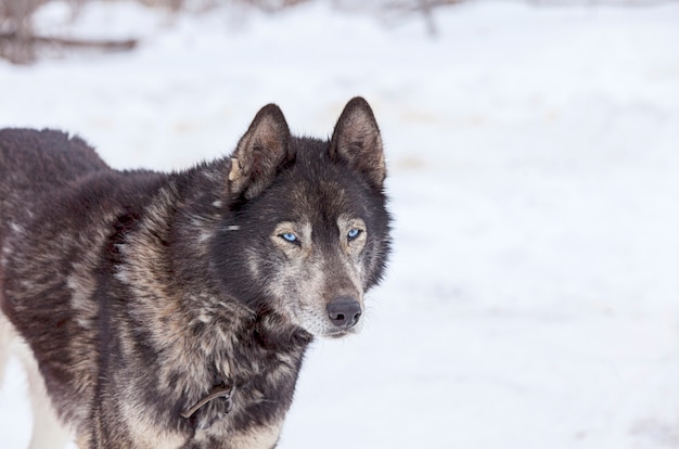 Huskies no berçário para cães