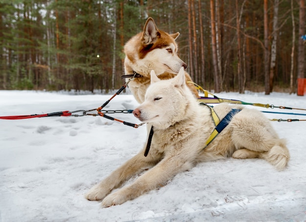 Huskies siberianos blanco y marrón descansan en la nieve.