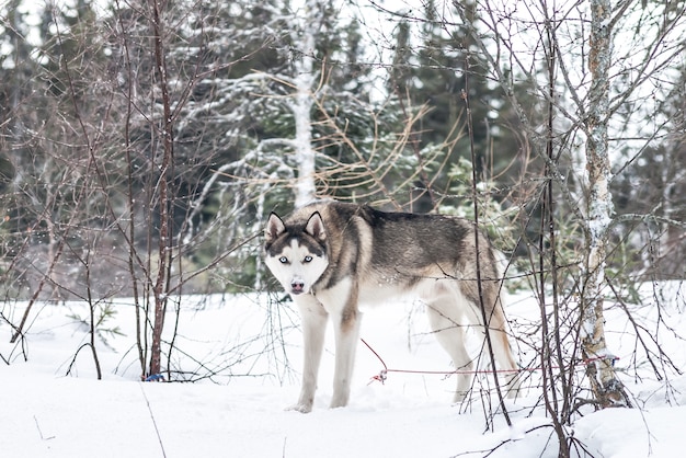 Huskies siberianos cães noruegueses