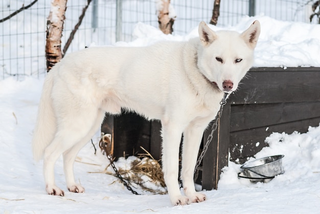 Foto huskies siberianos cães noruegueses