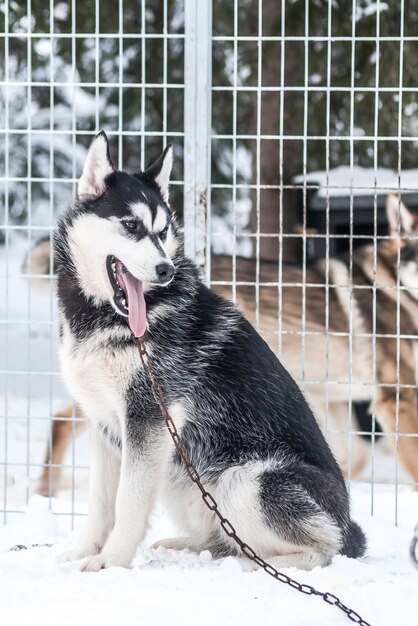 Huskies siberianos cães noruegueses