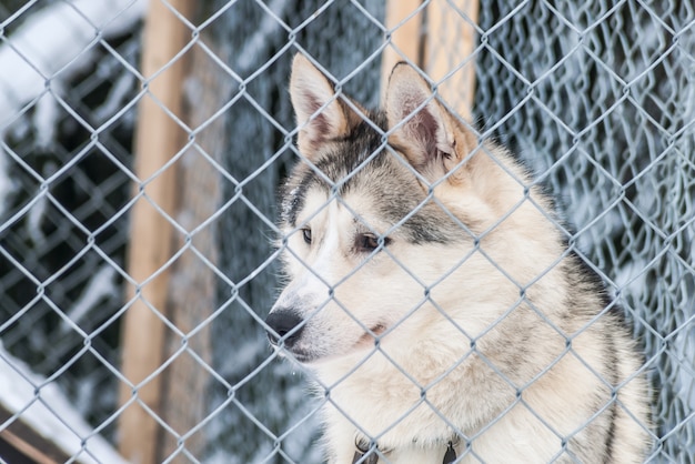 Huskies siberianos cães noruegueses