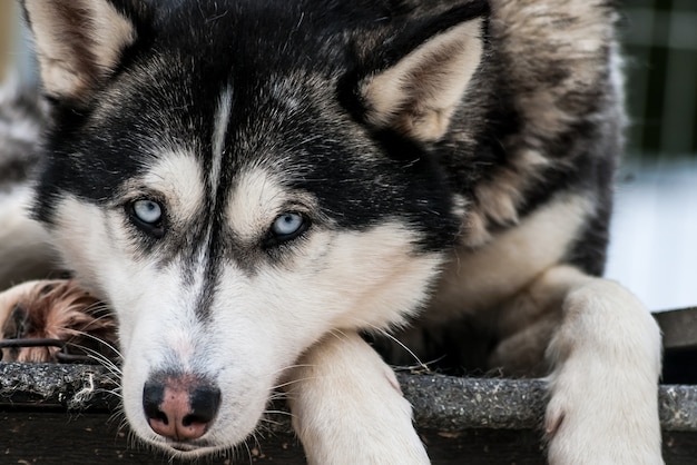 Huskies siberianos cães noruegueses