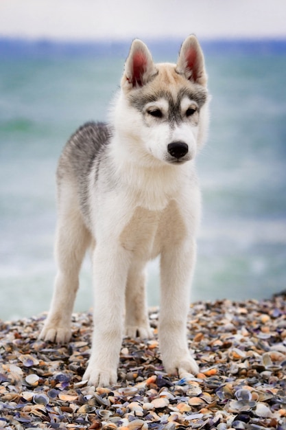 Huskies siberianos na praia