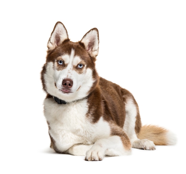 Husky, 2 anos, na frente de um fundo branco