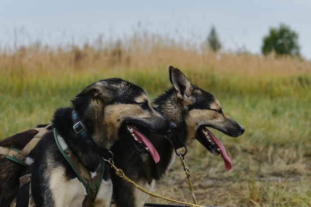 Husky de Alaska de color negro y tostado de tipo americano de trabajo Retrato de primer plano Jóvenes compañeros de camada