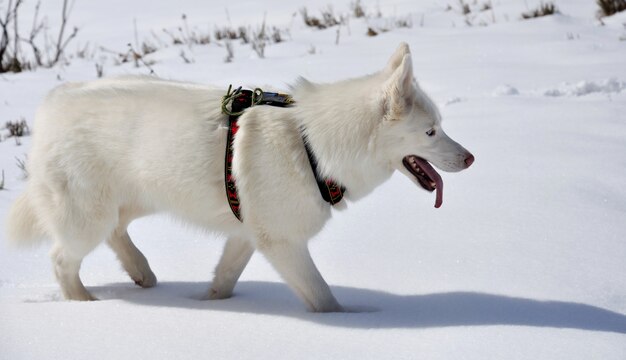 Husky branco andando na neve com a língua pendurada