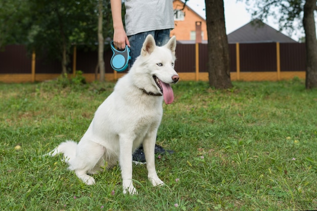 Husky branco com seu dono