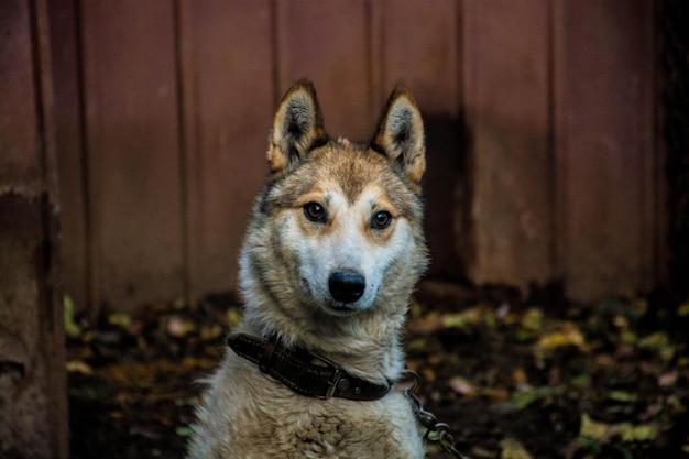 Husky branco-marrom na caneta. nobre cão de caça.