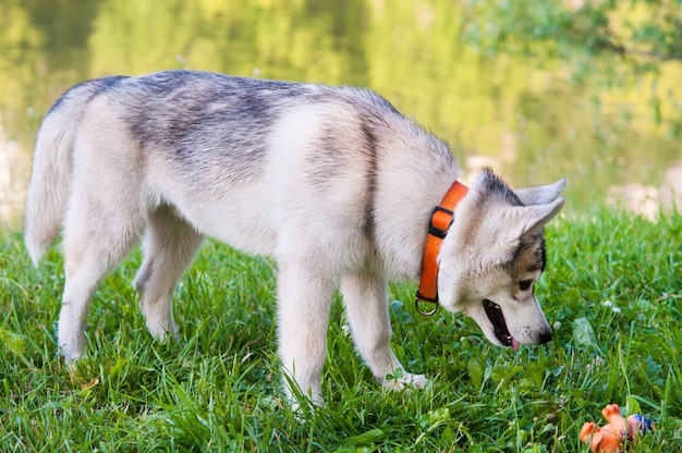 Husky cachorro en el parque, jugando con un juguete de goma.
