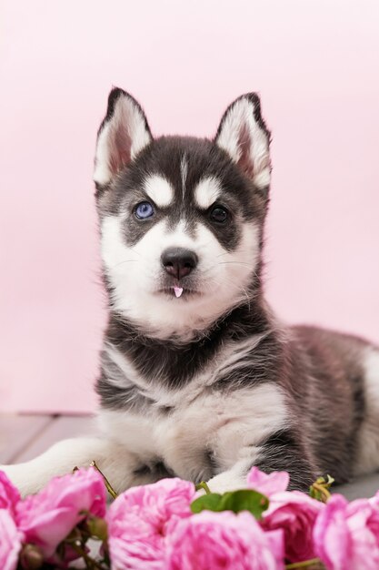 Husky cachorro de perro y rosas de té rosa.