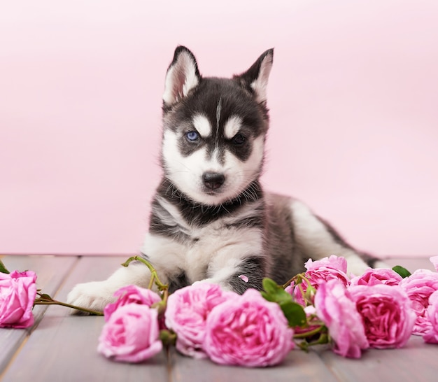 Husky cachorro de perro y rosas de té rosa.