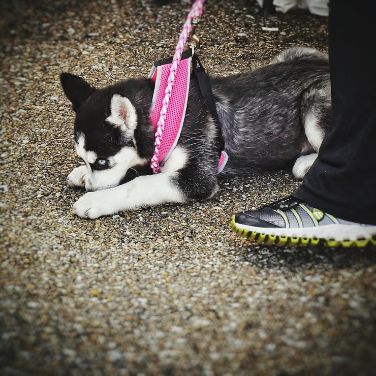 Foto husky com coleira no chão