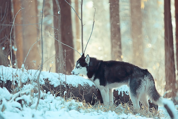 husky com olhos multicoloridos comendo neve em uma caminhada, retrato de um cachorro no inverno