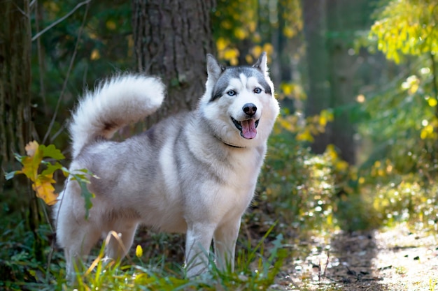 Husky como o lobo, crescimento total no fundo da floresta. Cão canadense do norte.