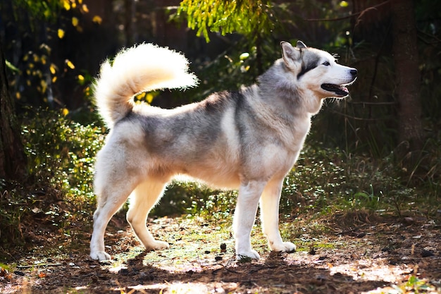 Husky como o lobo, crescimento total no fundo da floresta. Cão canadense do norte.