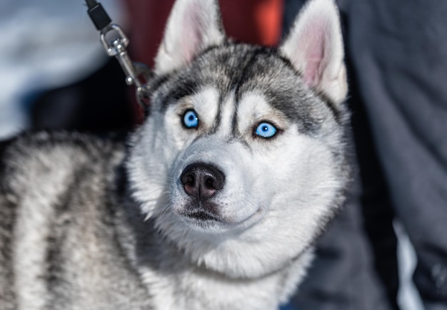 Husky se para con una correa en el hielo