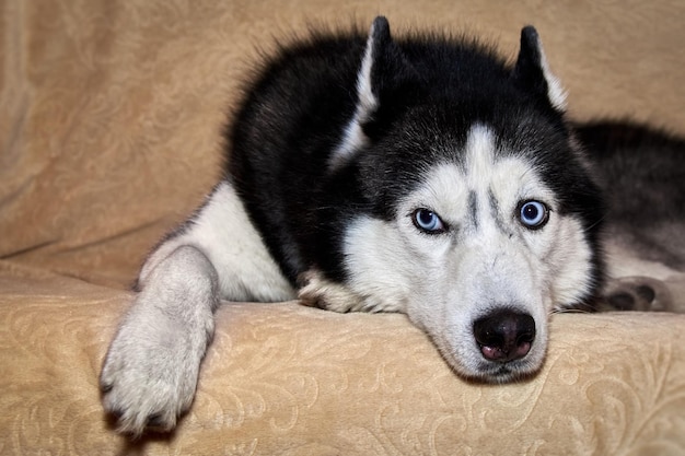 Husky deita no sofá e desvia o olhar. Retrato de lindo cão Husky Siberiano. Husky com lindos olhos azuis.