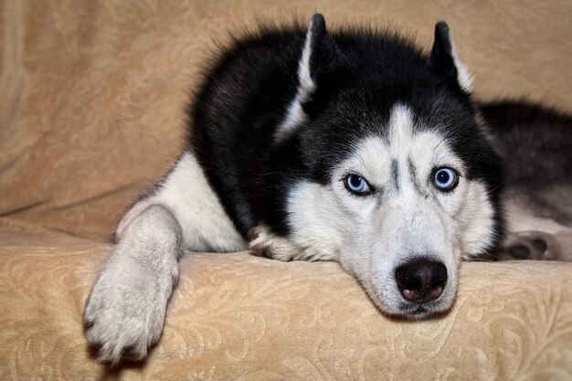 Husky deita no sofá e desvia o olhar. Retrato de lindo cão Husky Siberiano. Husky com lindos olhos azuis.