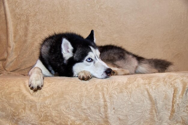Husky deita no sofá e desvia o olhar Retrato do lindo cão Husky Siberiano Husky com lindos olhos azuis