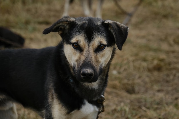 Husky do Alasca com olhos castanhos de focinho preto e fulvo e orelhas engraçadas Retrato de perto