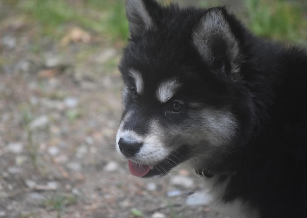 Husky do Alasca jovem bebê com pêlo preto fofo