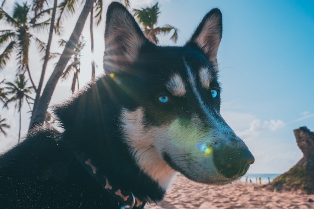 Husky do paraíso