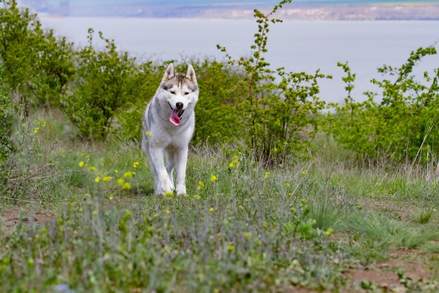 Husky está correndo pela grama. fechar-se. cachorro caminha na natureza. husky siberiano corre para a câmera. passeios ativos com o cachorro.