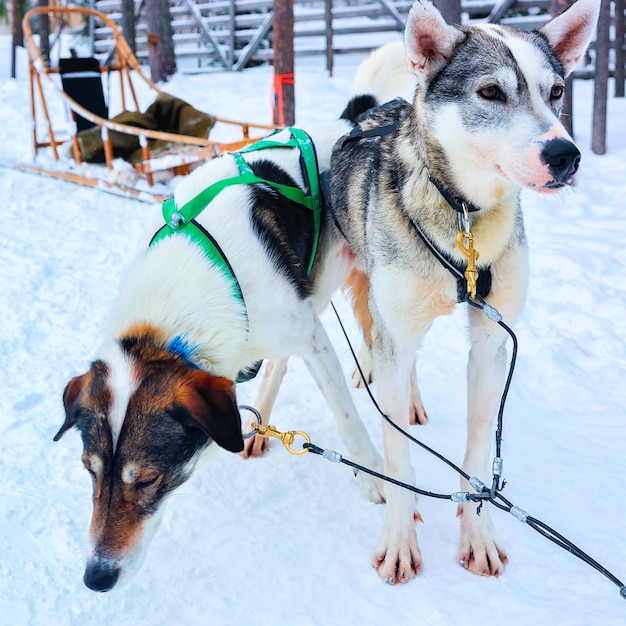 Husky-Familienhundeschlitten im Winter Rovaniemi in Finnland in Lappland. Hundeschlittenfahrt in Norwegen. Tierschlittenfahrten auf einer finnischen Farm nach Weihnachten. Spaß auf dem Schlitten. Safari auf Schlitten und Alaska-Landschaft.