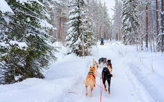Husky-Familienhundeschlitten im Winter Rovaniemi in Finnland in Lappland. Hundeschlittenfahrt in Norwegen. Tierschlittenfahrten auf einer finnischen Farm nach Weihnachten. Spaß auf dem Schlitten. Safari auf Schlitten und Alaska-Landschaft.