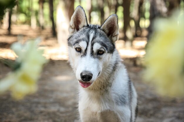 Husky fofo caminhando na floresta