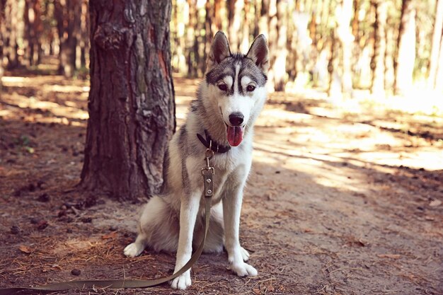 Husky fofo caminhando na floresta