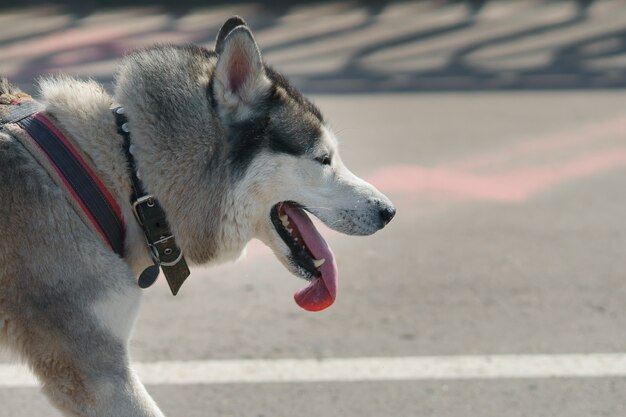 Husky gris en un paseo con la lengua fuera