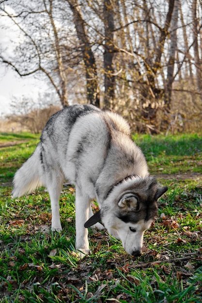 Husky-Hund auf einem Spaziergang im Park schnüffelt das Gras.